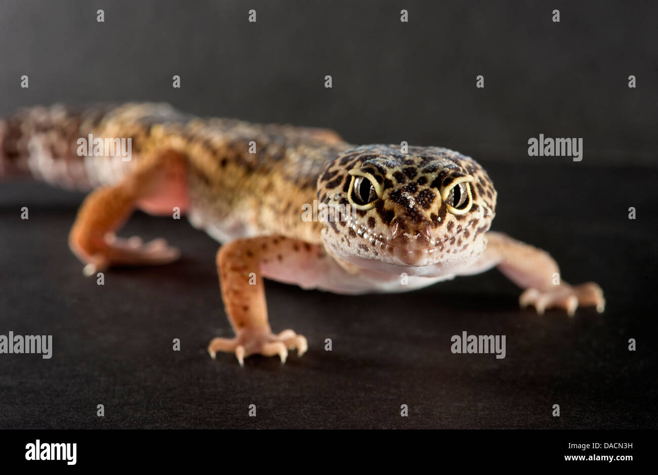 Leopard gecko (Eublepharis macularius) looking at the camera. Stock Photo