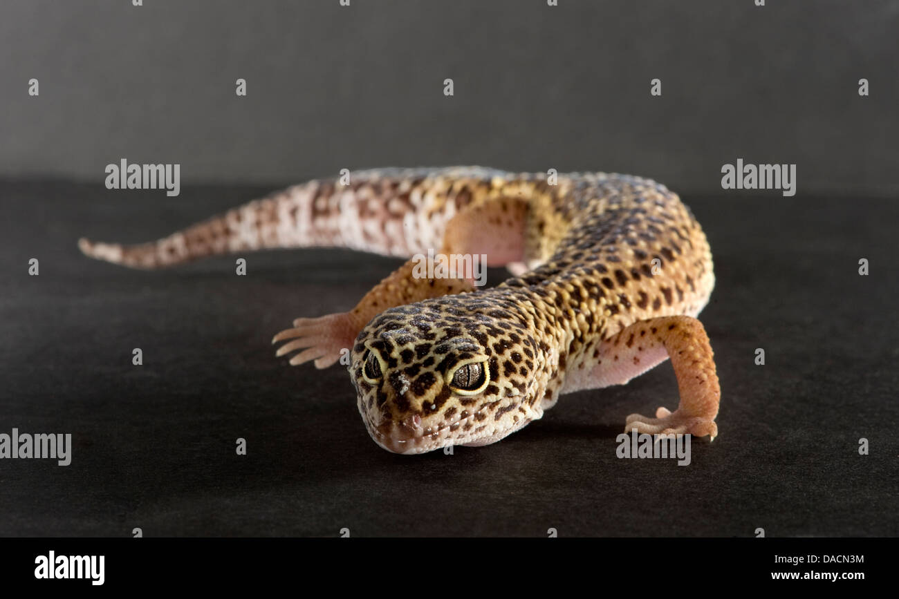 Leopard gecko (Eublepharis macularius) crawling towards the camera Stock Photo