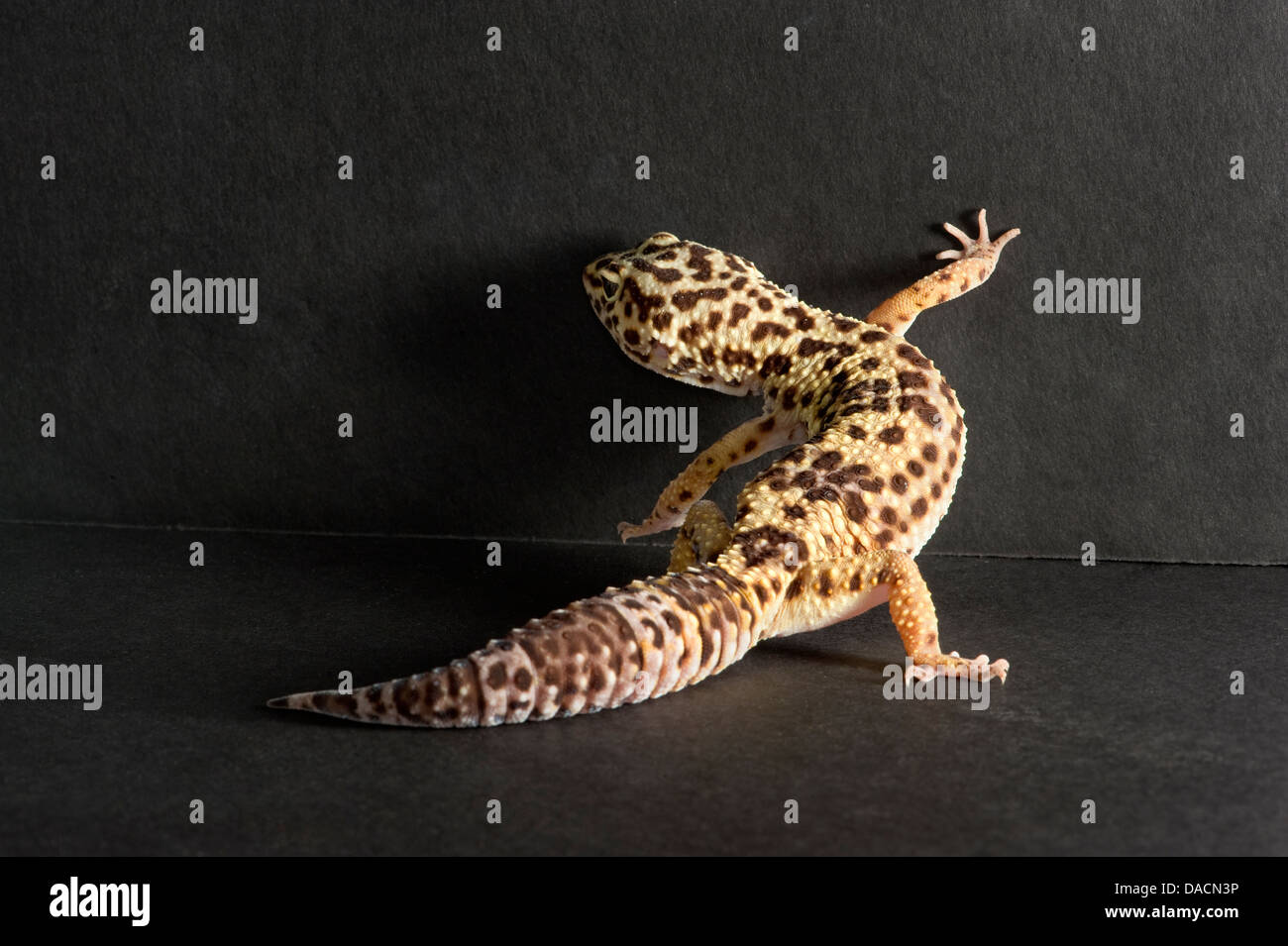 Leopard gecko (Eublepharis macularius) trying to climb up the wall. Stock Photo