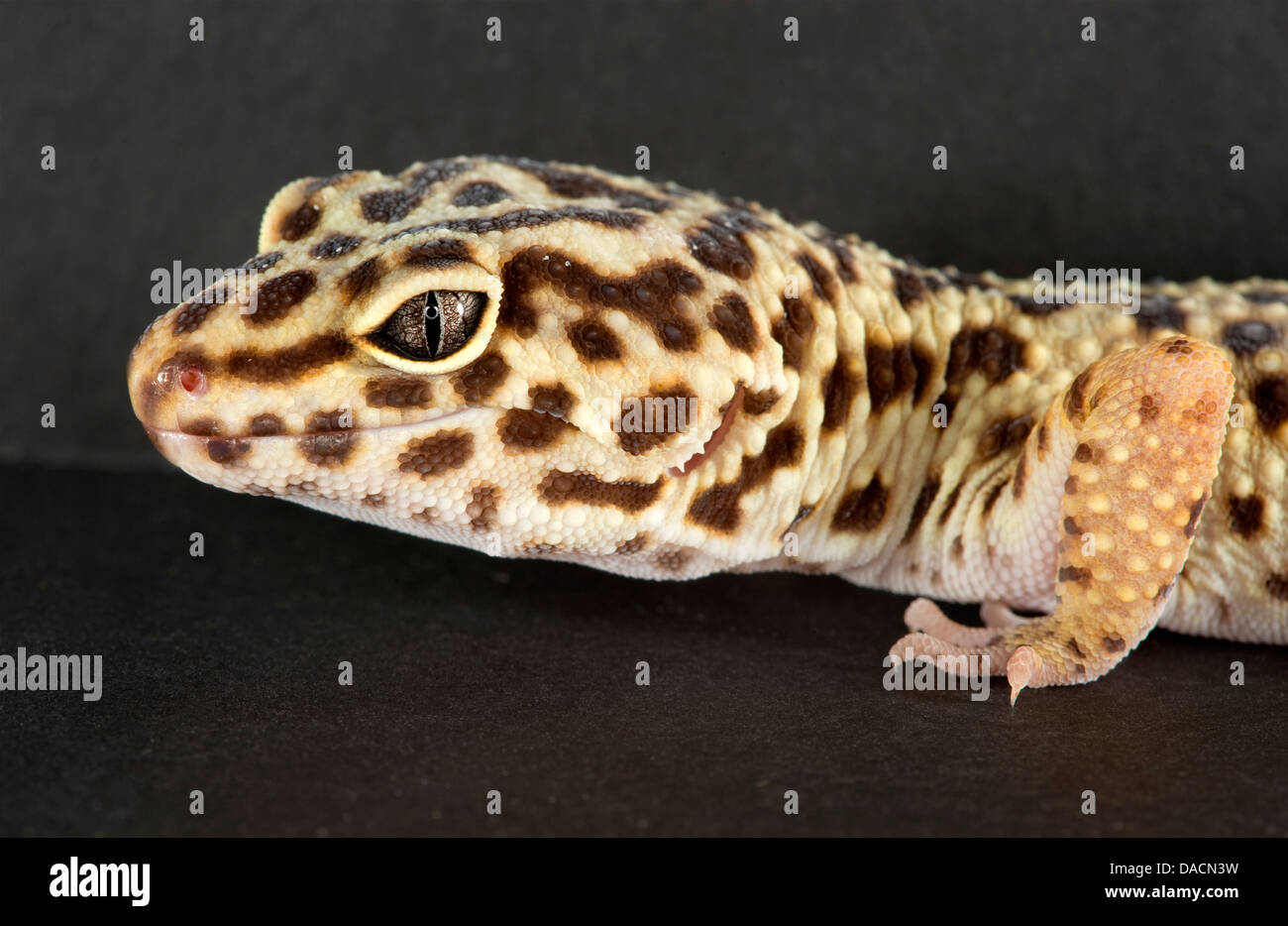 Close up portrait of the face of a Leopard gecko (Eublepharis macularius) Stock Photo