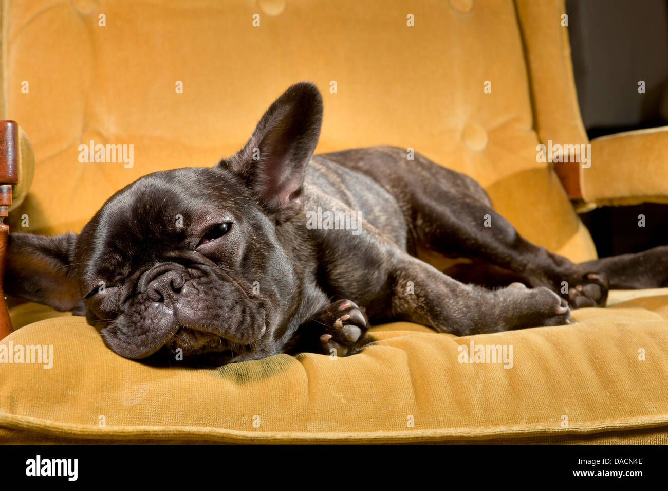 Sleepy Looking French Bulldog Puppy Lying On A Yellow Chair Stock