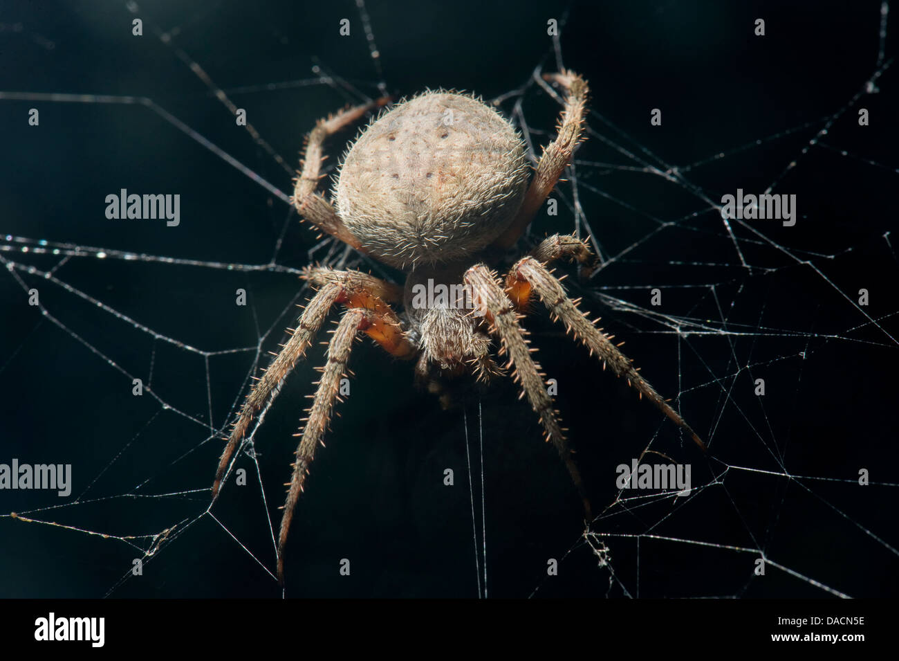 Neoscona Neoscona crucifera hi-res stock photography and images - Alamy
