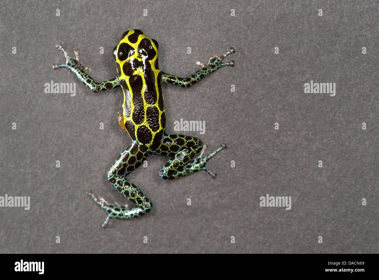 Green and black poison frogs hires stock photography and images Alamy