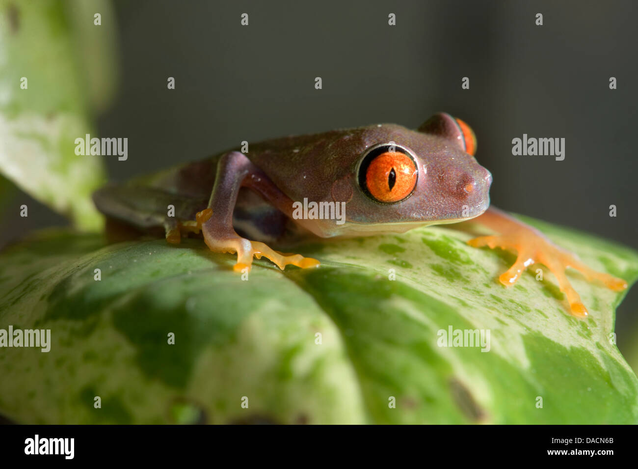 pix Purple Red Eyed Tree Frog For Sale https www alamy com stock photo a purple red eyed tree frog agalychnis callidryas 58057731 html