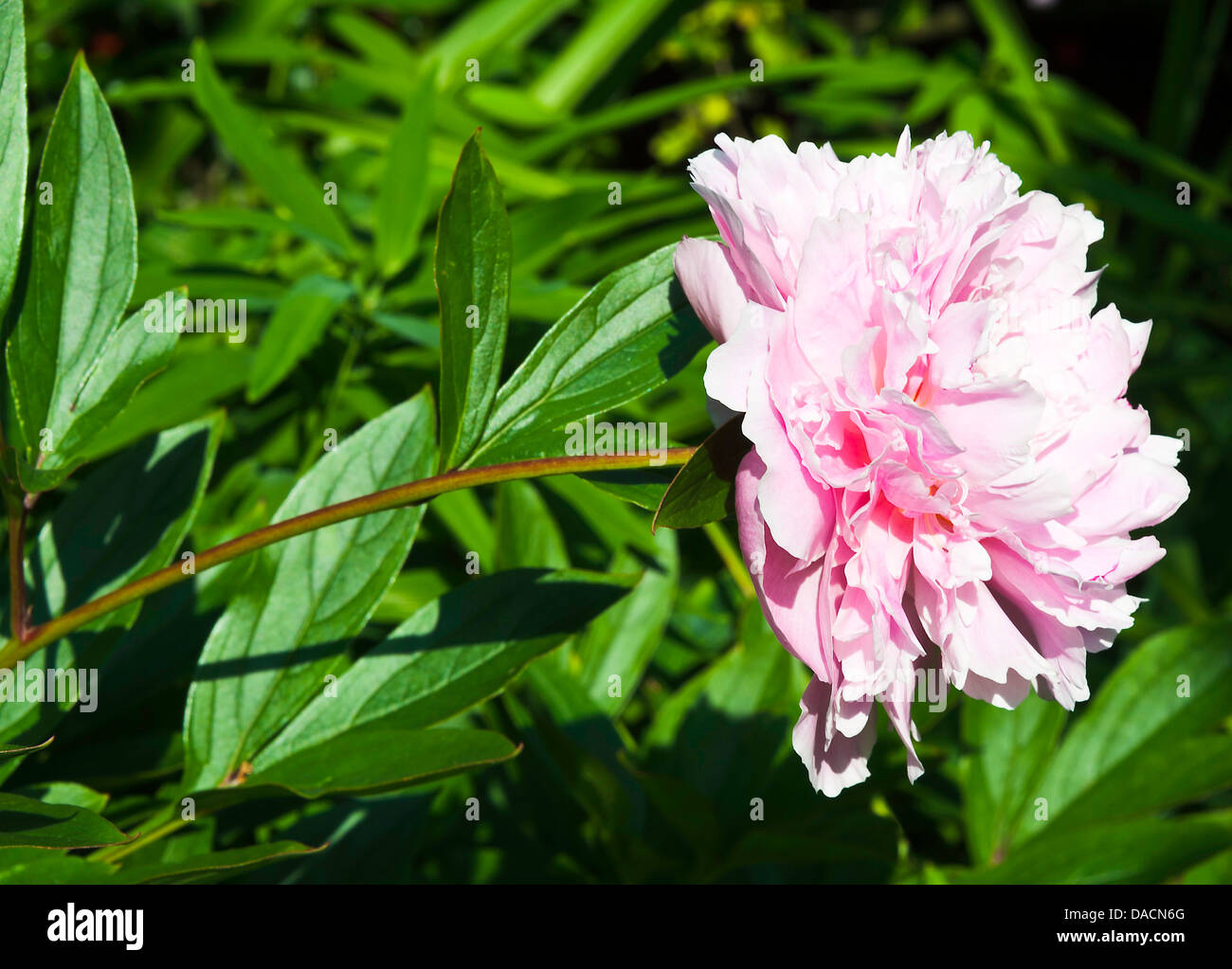 Pink Double Peony Flower Sarah Bernhardt Bloom In A Cheshire Garden Alsager England United Kingdom Ukpaeony Stock Photo Alamy