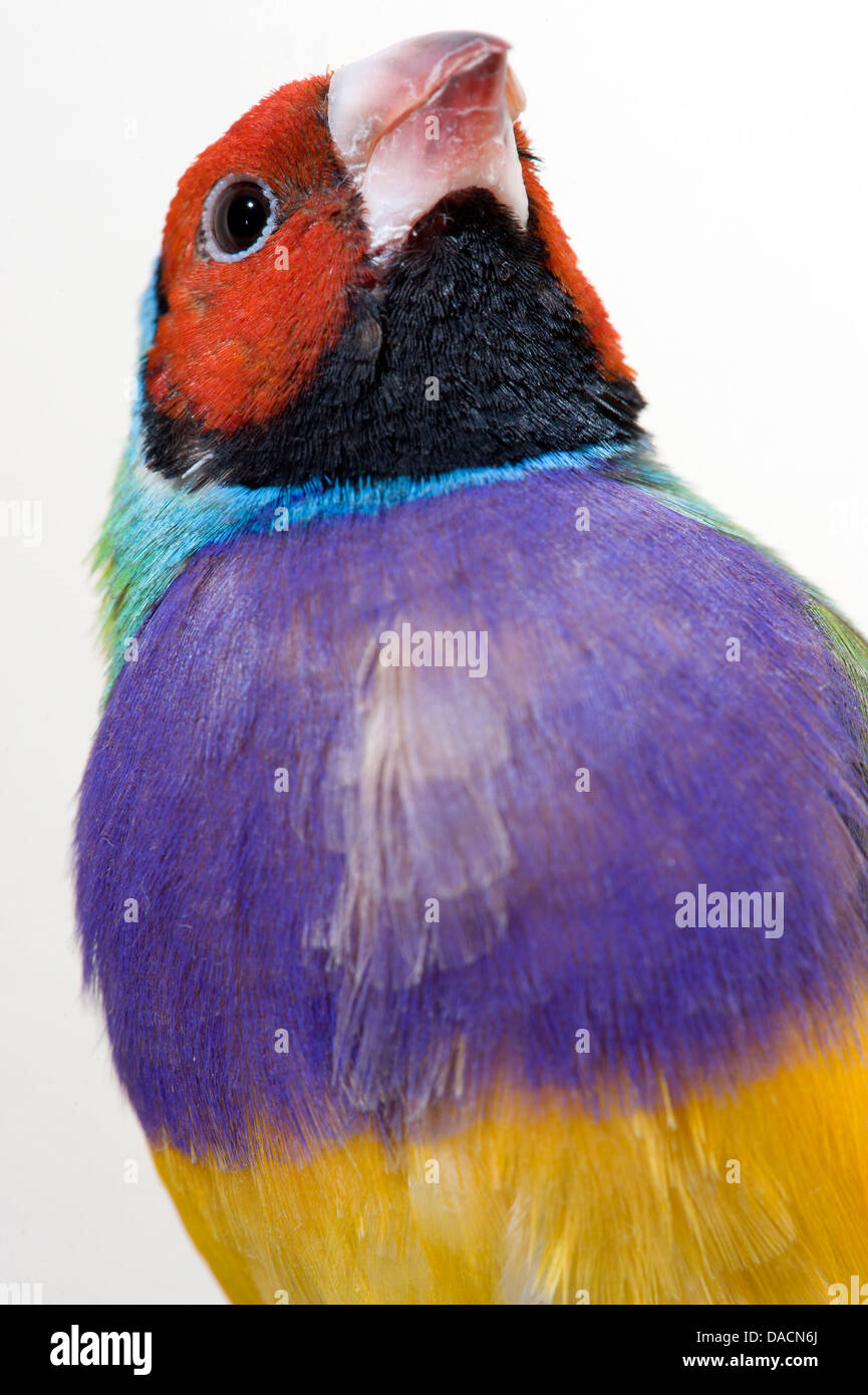 Close up face shot of a Red faced rainbow finch or Gouldian Finch