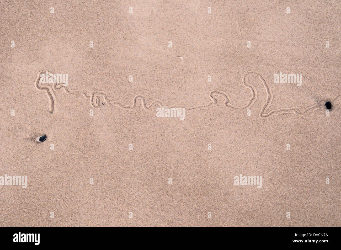 Track left by a mollusk in the wet sand of a beach on Moreton Island, Queensland, Australia Stock Photo