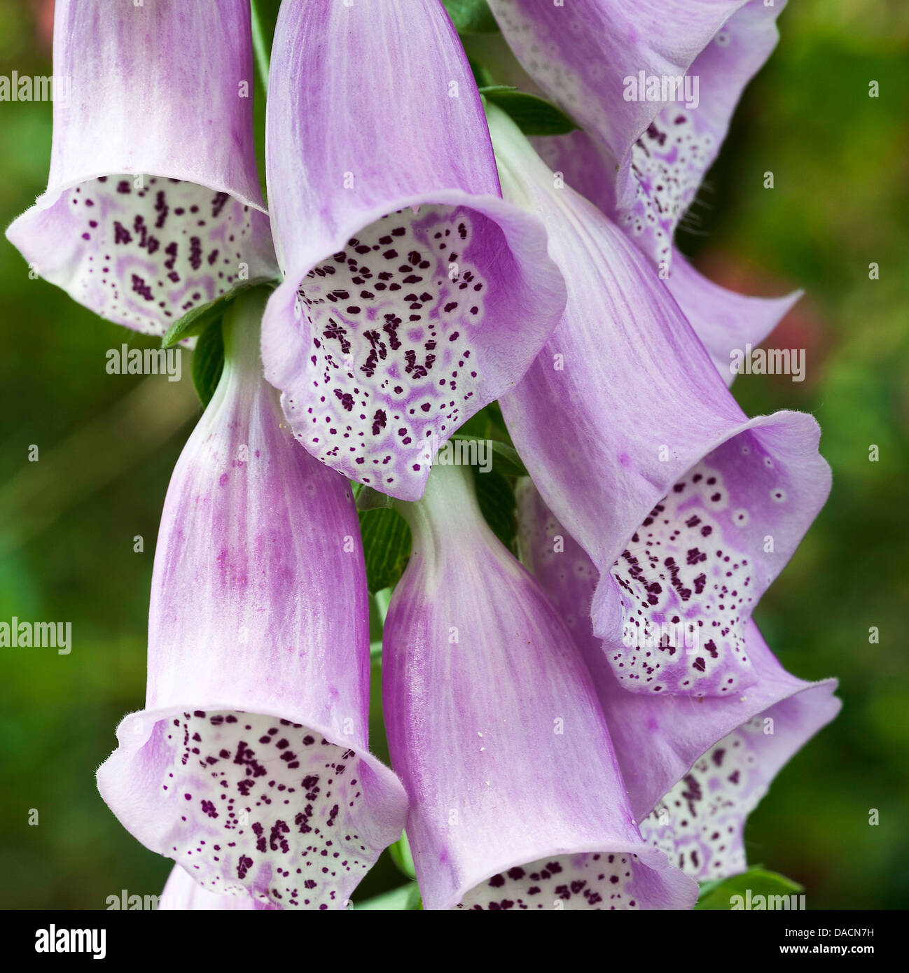 Closeup of Pink Foxglove Flowers in an Alsager Garden Cheshire England ...