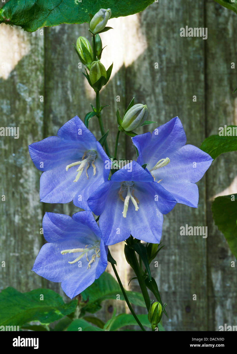 Closeup of Delicate Blue Canterbury Bell Flowers Campanula in an