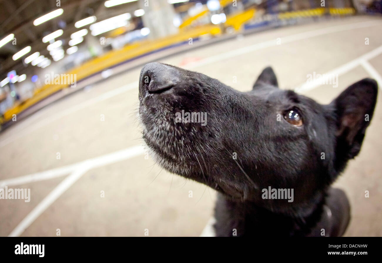 Customs dog Clara is pictured at the airport in Frankfurt, Germany, 23 August 2011. The airport Frankfurt has 25 customs dogs and additional six dogs are currently trained. They are mainly used to fight drug transport. Photo: Frank Rumpenhorst Stock Photo