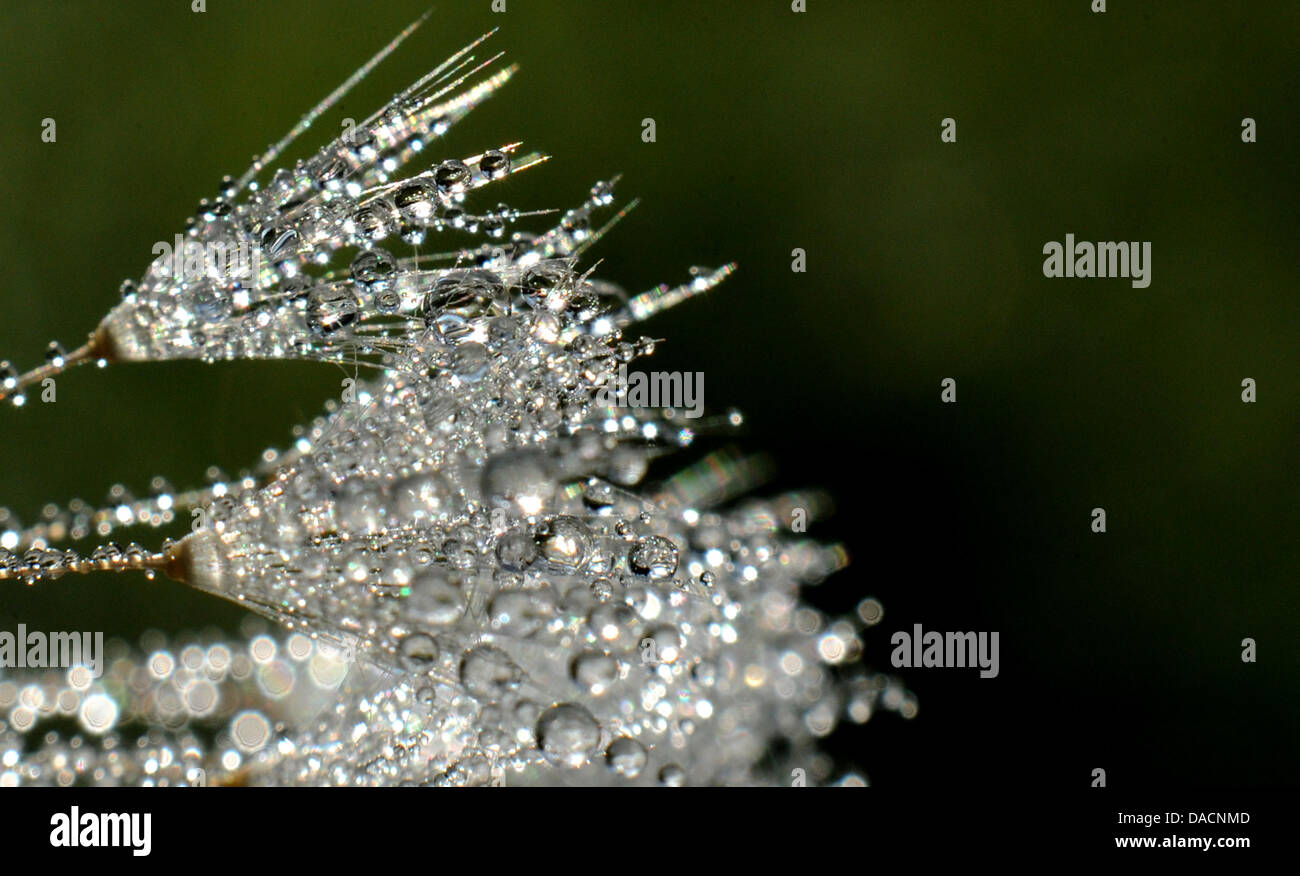 Drops of morning dew lie on a blowball in Hanover, Germany, 28 September 2011. Sunshine and blue skies at the end of September make up for a rather cold summer in Germany. Photo: JULIAN STRATENSCHULTE Stock Photo