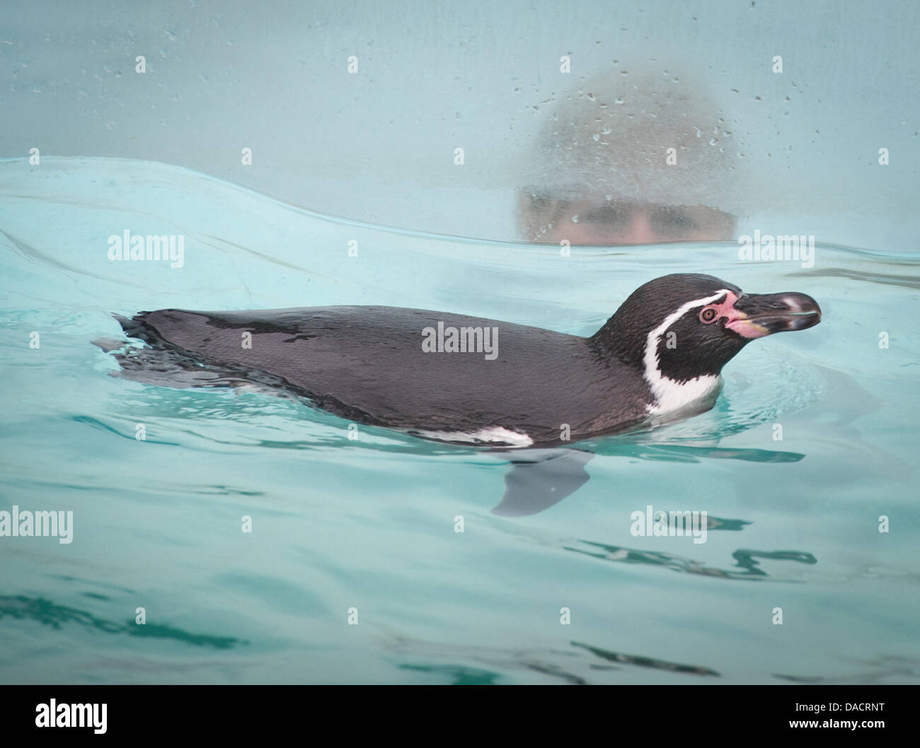 Humboldt penguins Polly swims in the water at Spreewelten swimming 