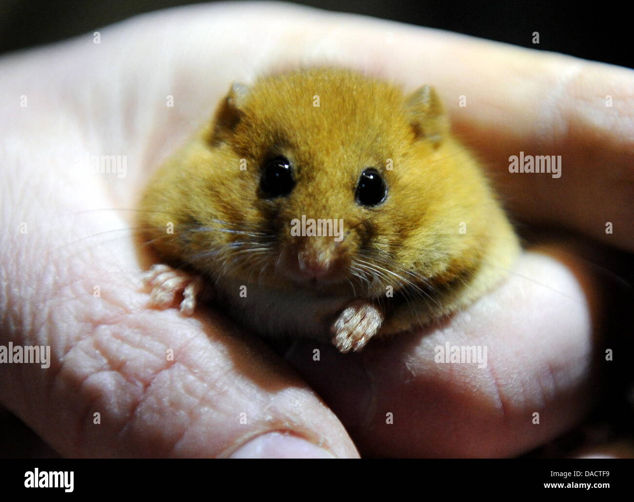 A small Hazel Dormouse (Muscardinus avellanarius) sits in the hand of a person at the wildlife park Eekholt, Germany, 15 December 2011. A breeding station shall be erected for the endagered animals at the wildlife park in Eekholt. The rescue program is part of the German-Danish project 'BioGrenzKorr' of the park and the foundation Naturschutz and is funded by the EU. Photo: CARSTEN Stock Photo
