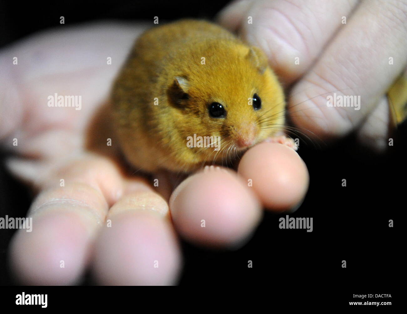 A small Hazel Dormouse (Muscardinus avellanarius) sits in the hand of a person at the wildlife park Eekholt, Germany, 15 December 2011. A breeding station shall be erected for the endagered animals at the wildlife park in Eekholt. The rescue program is part of the German-Danish project 'BioGrenzKorr' of the park and the foundation Naturschutz and is funded by the EU. Photo: Carsten Stock Photo