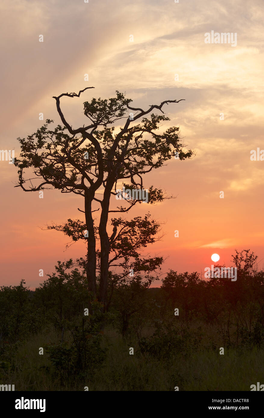 A mopane tree silhouetted against the sunset, north of Letaba rest camp, Kruger National Park, South Africa. Stock Photo