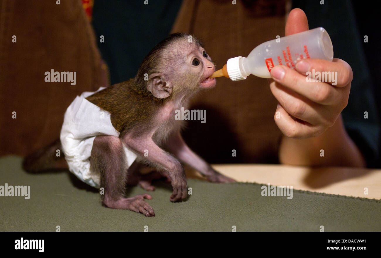 Zookeeper monkey hires stock photography and images Alamy