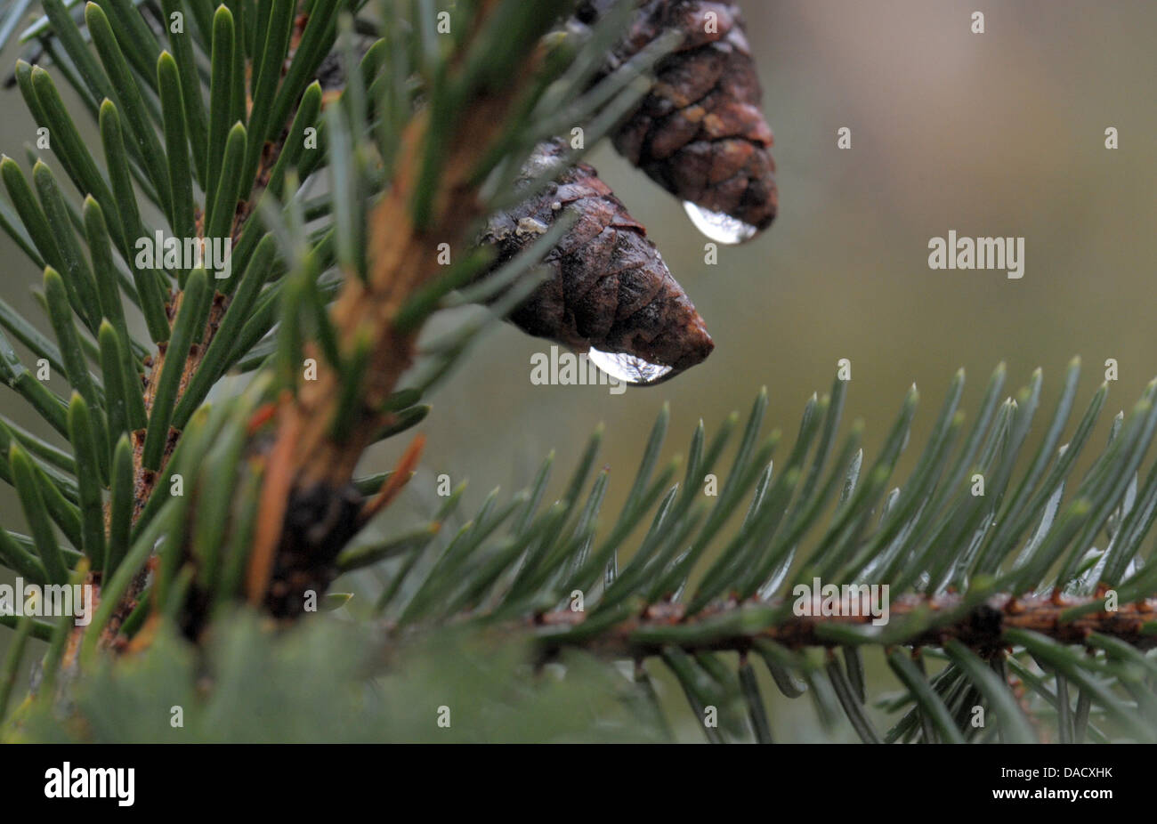 Пихтовое масло. Освежитель воздуха хвоя. Лесодендролог. Запах хвои. Кедр атласский эфирное масло.