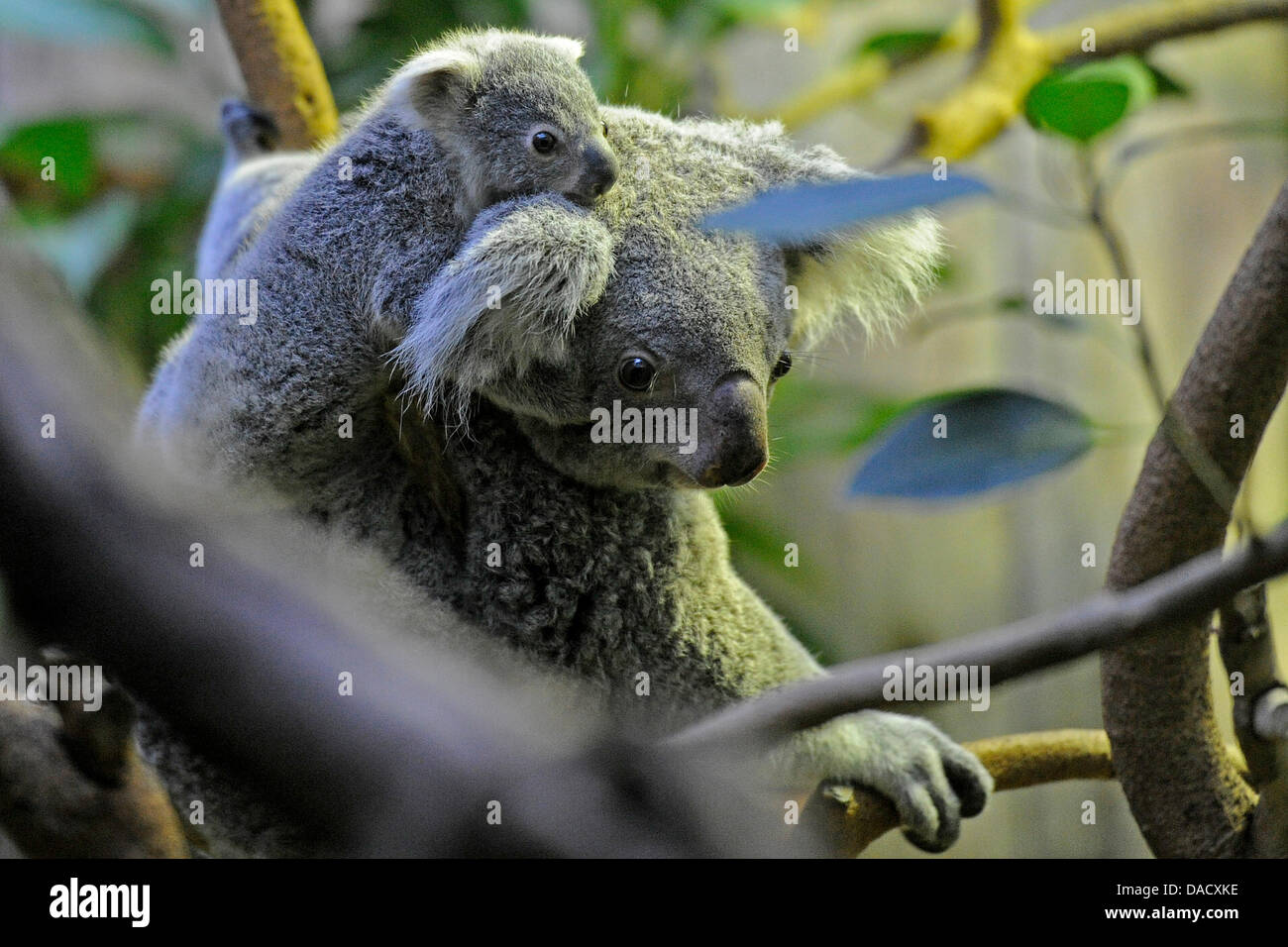 Female Koala Goonderrah climbs with her still nameless baby girl on her back in their enclosure at the zoo in Duisburg, Germany, 21 December 2011. The baby animal was born in May 2011 and has left her mother's pouch in the meantime. The zoo in Duisburg is the only zoo in Germany that keeps koalas. The first koalas arrived from the San Diego Zoo in 1994 and over a dozen baby koalas  Stock Photo