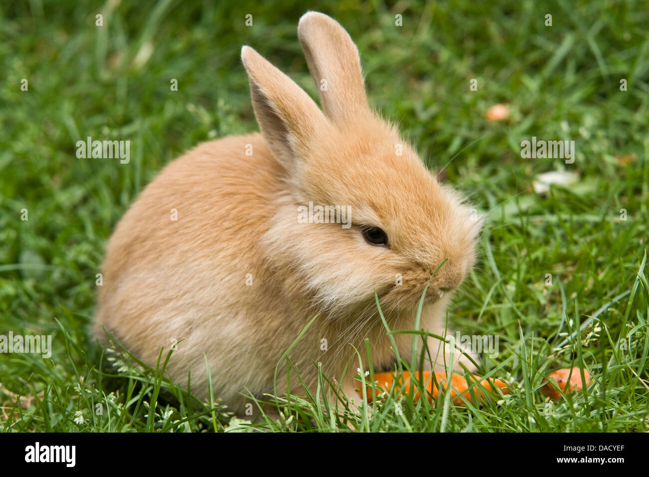 Lionhead rabbit (Oryctolagus cuniculus f. domestica), sitting on a