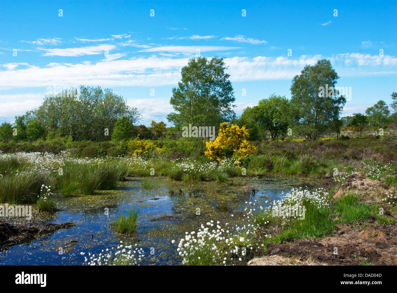 Drumburgh moss nature reserve hi-res stock photography and images - Alamy
