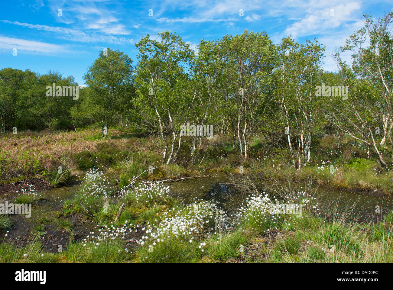 Drumburgh moss nature reserve hi-res stock photography and images - Alamy