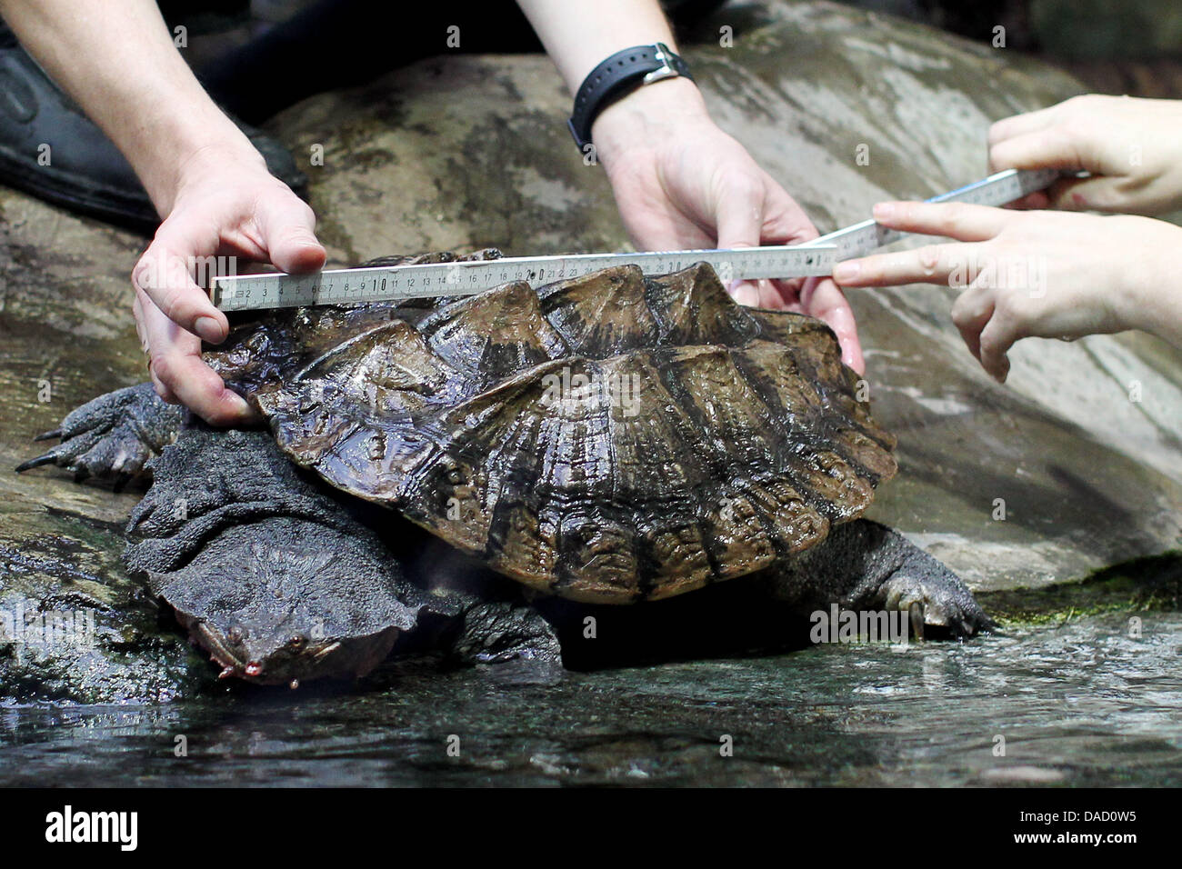 A mata mata (Chelus fimbriatus) freshwater turtle called Rafaello is measured at the Tropical Aquarium of the Hagenbeck zoo in Hamburg, Germany, 29 December 2011. Animals at the Tropical Aquarium are measured, weighed and counted during the annual inventory at the zoo. Photo: Malte Christians Stock Photo