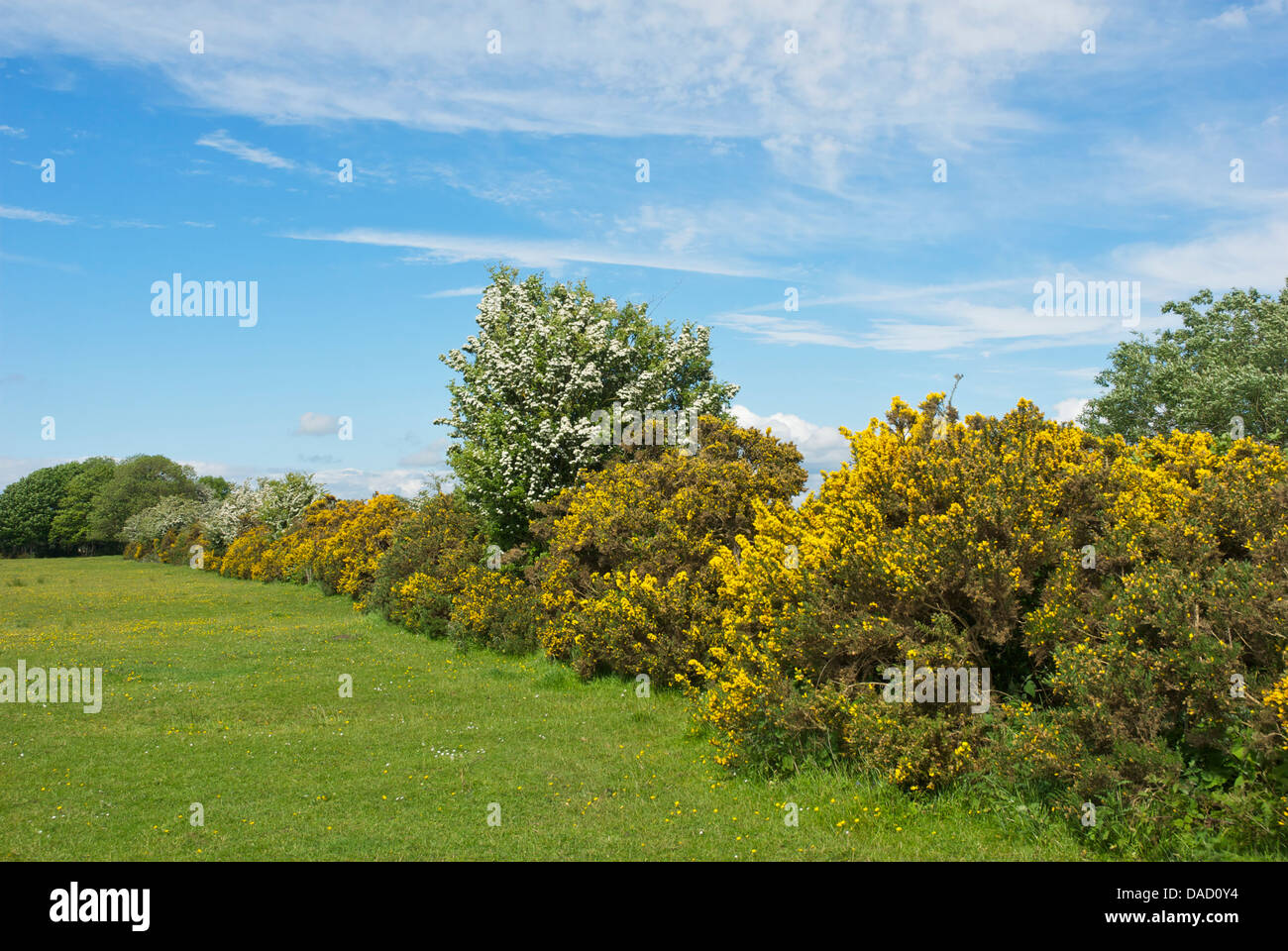 Drumburgh moss nature reserve hi-res stock photography and images - Alamy