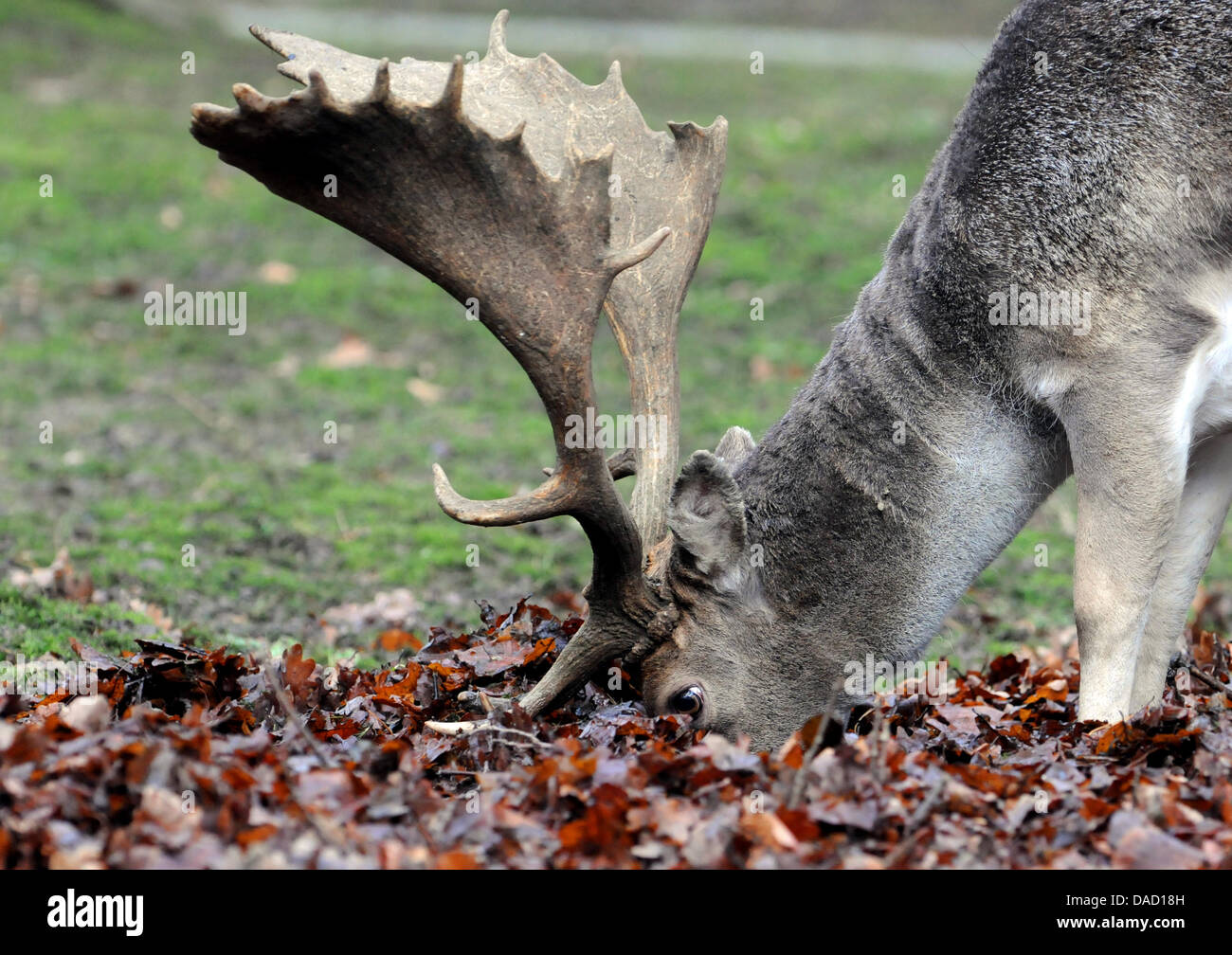 Ein Damhirsche steckt am Freitag (30.12.2011) in Düsseldorf im Wildpark Grafenbergerwald bei der Futtersuche seinen Kopf tief in welkes Laub. Auch am Wochenende bleibt uns das regnerische aber milde Wetter mit Temperaturen bis 14 Grad erhalten.Foto: Horst Ossinger   dpa/lnw Stock Photo