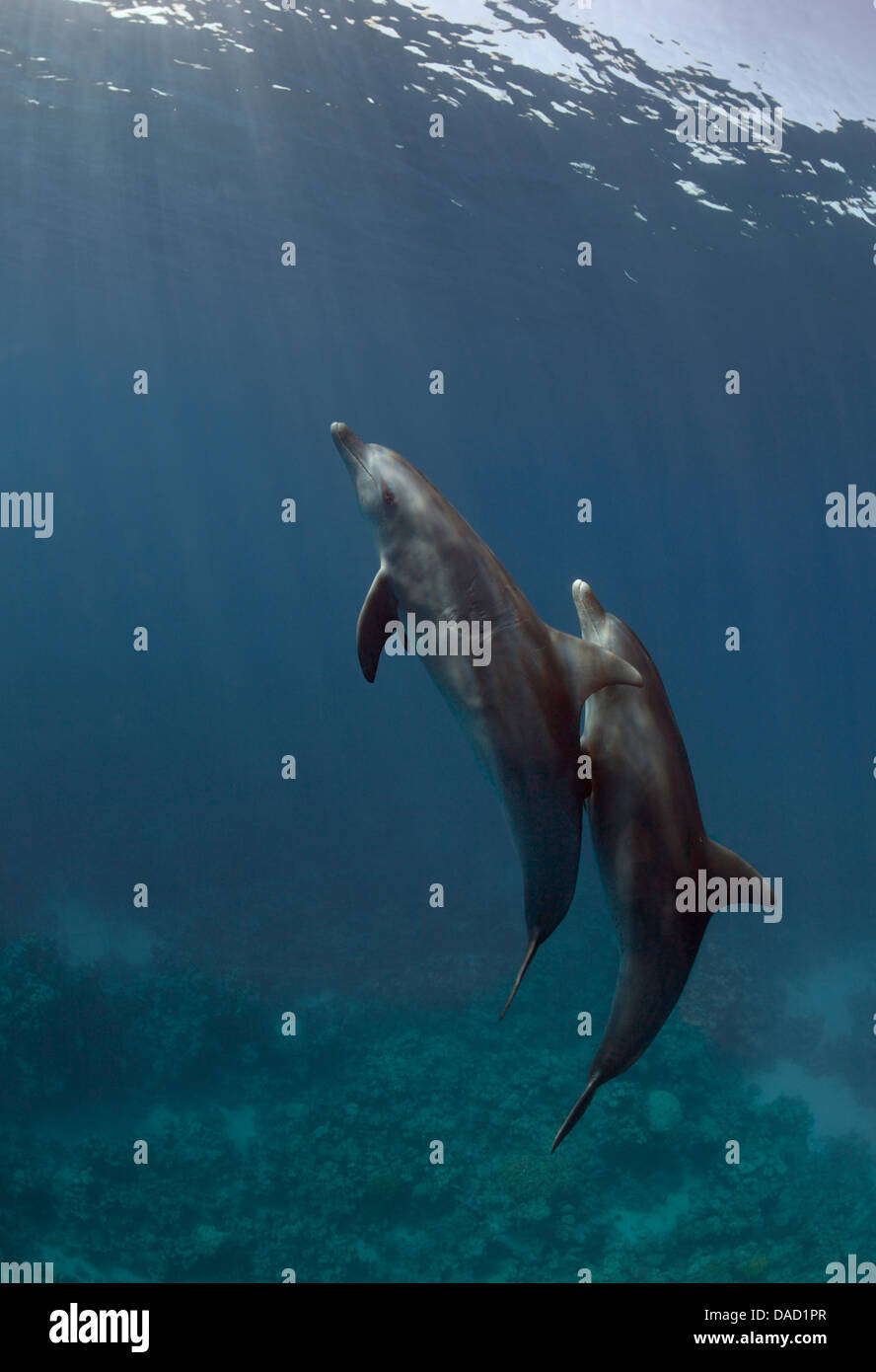 Two wild Indo-Pacific bottlenose dolphins (Tursiops aduncus) swim to the surface. Stock Photo