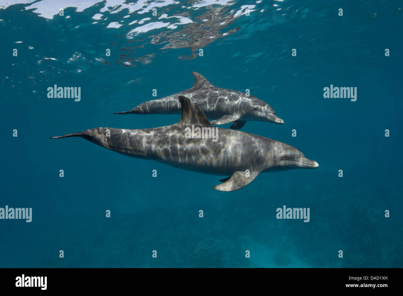 Two Indo-Pacific bottlenose dolphins (Tursiops aduncus) swim past me. Stock Photo