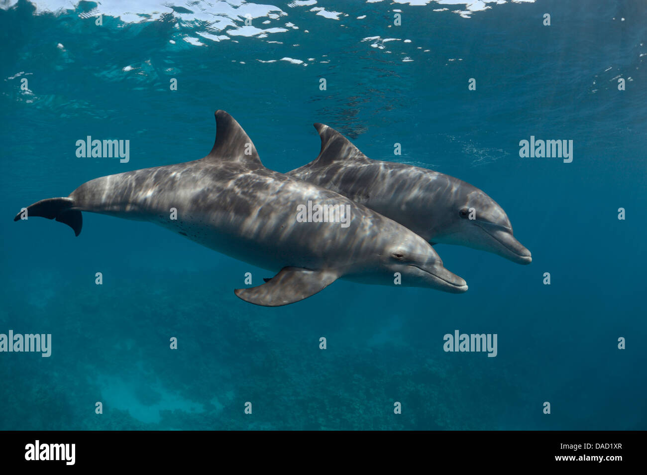 Two Indo-Pacific bottlenose dolphins (Tursiops aduncus) play happily around. Stock Photo