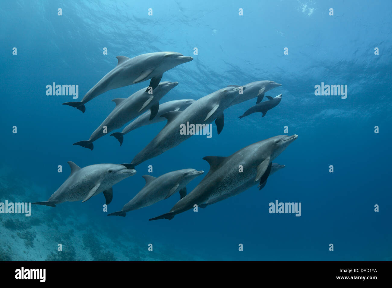 A pod of Indo-Pacific bottlenose dolphins (Tursiops aduncus) is sleeping. Stock Photo