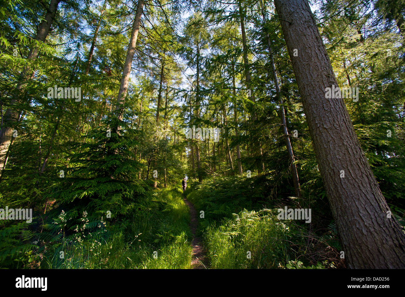 Mortimer Forest, near the town of Ludlow, Shropshire, England Stock Photo