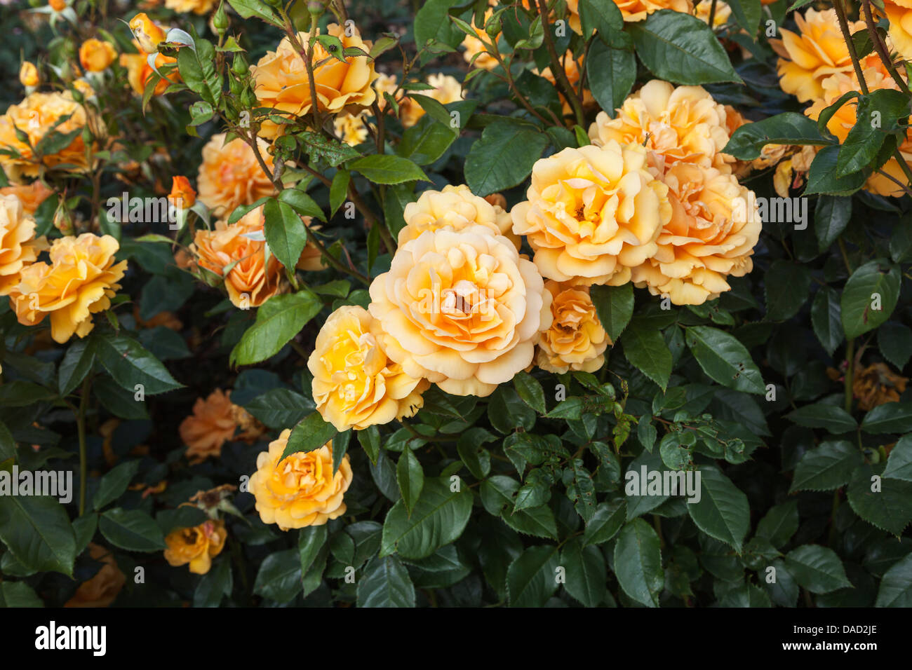 Rosa "Golden Beauty", Korberbeni - orange rose , at the Royal Horticultural  Gardens at Wisley, Surrey Stock Photo - Alamy