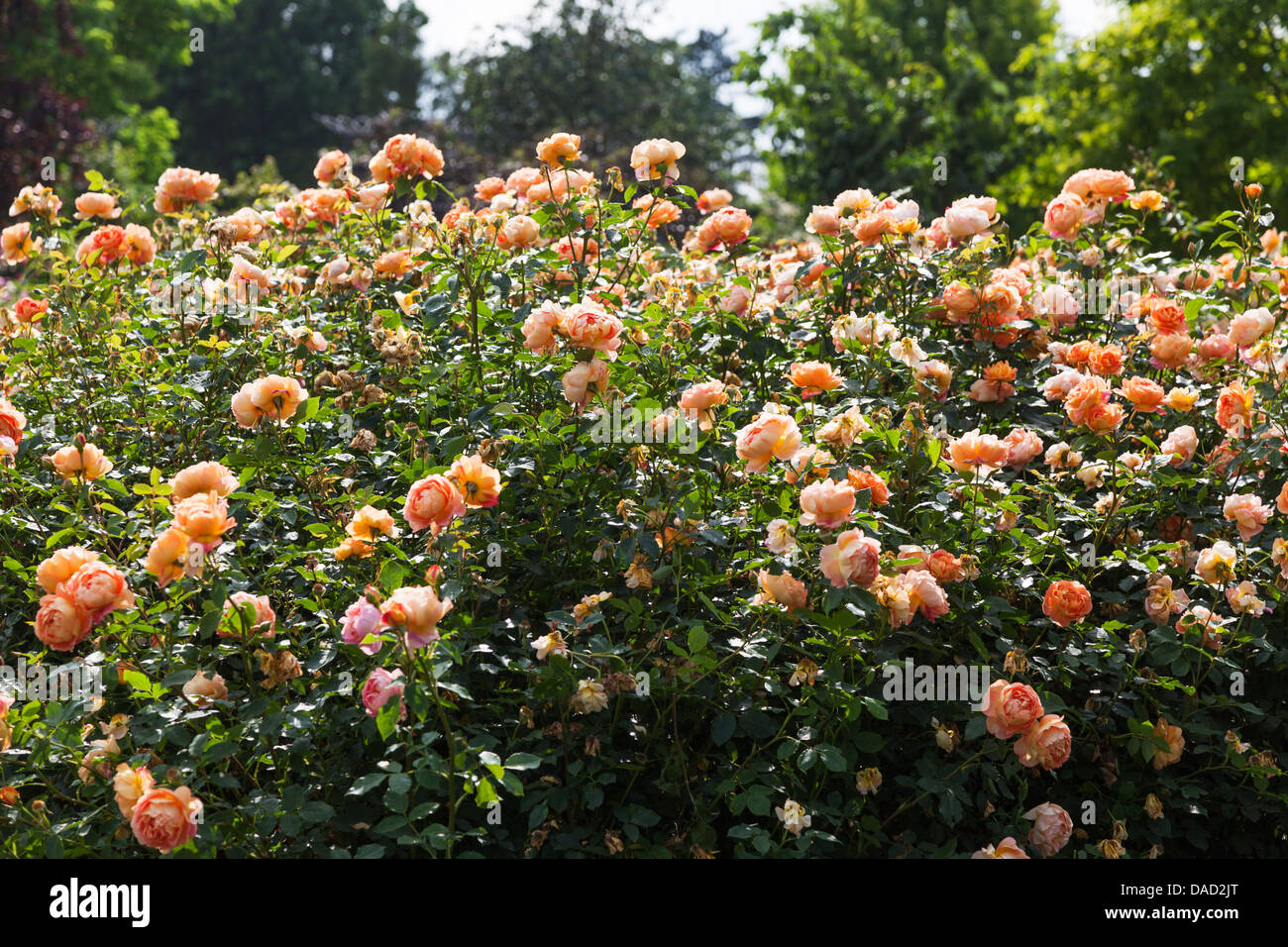 Rosa "Lady of Shalott", Ausnyson orange rose by David Austin, at the