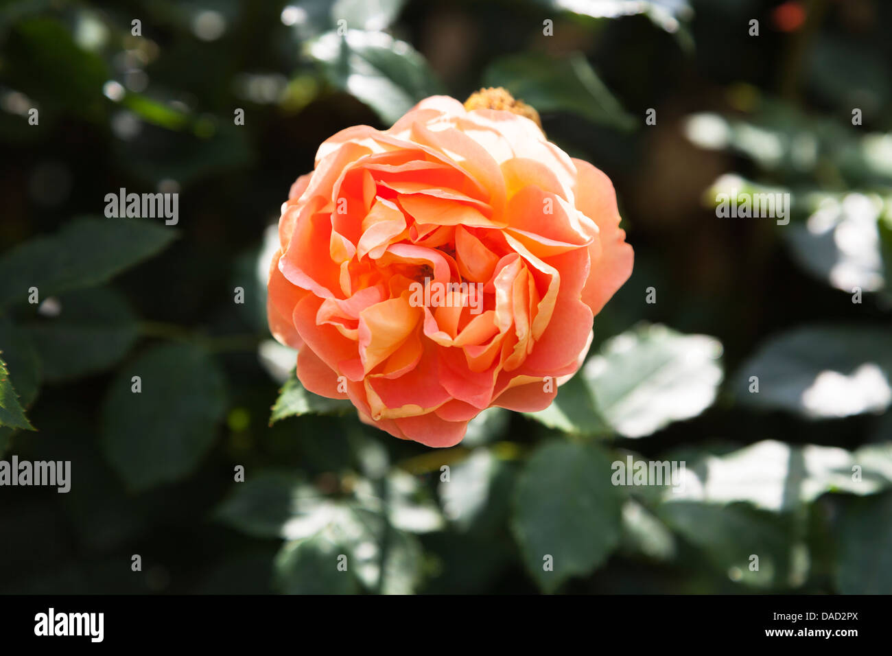 Rosa "Port Sunlight", Auslofty - orange rose by David Austin, at the Royal  Horticultural Gardens at Wisley Stock Photo - Alamy