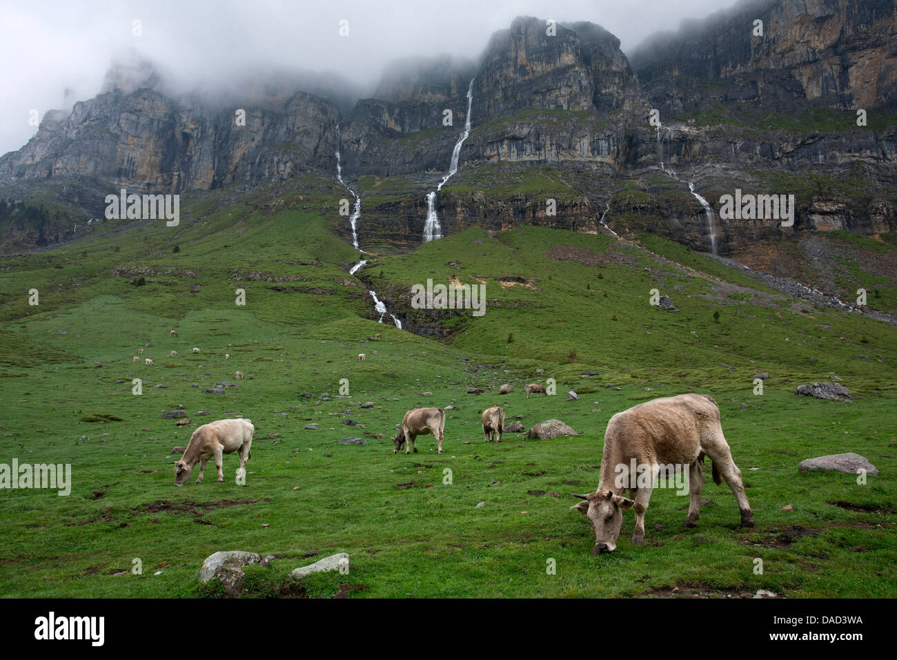 Herd of cows grazing. Ordesa National Park. Pyrenees. Aragón. Spain Stock Photo