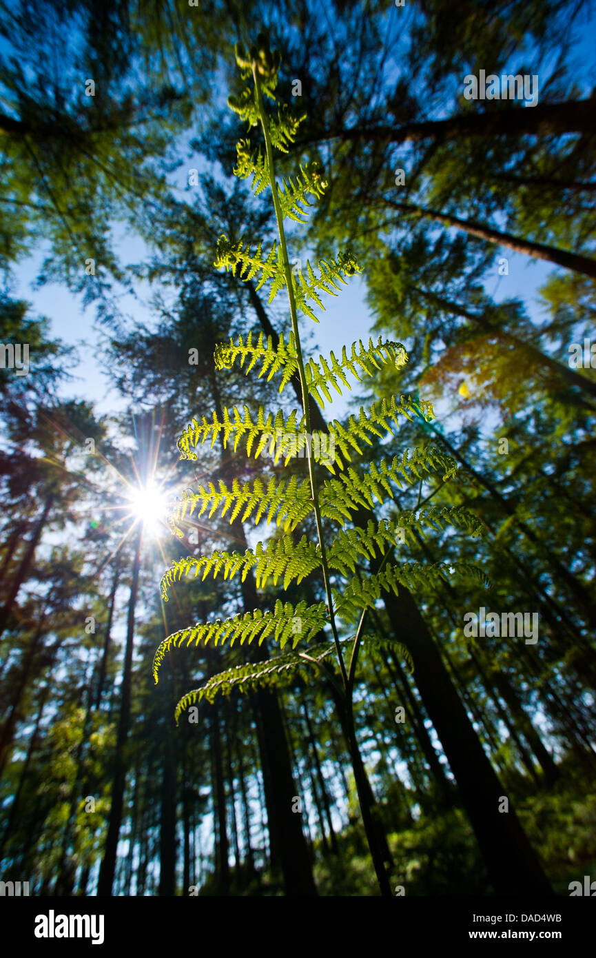 Fern growing in Mortimer Forest, near the town of Ludlow, Shropshire, England Stock Photo