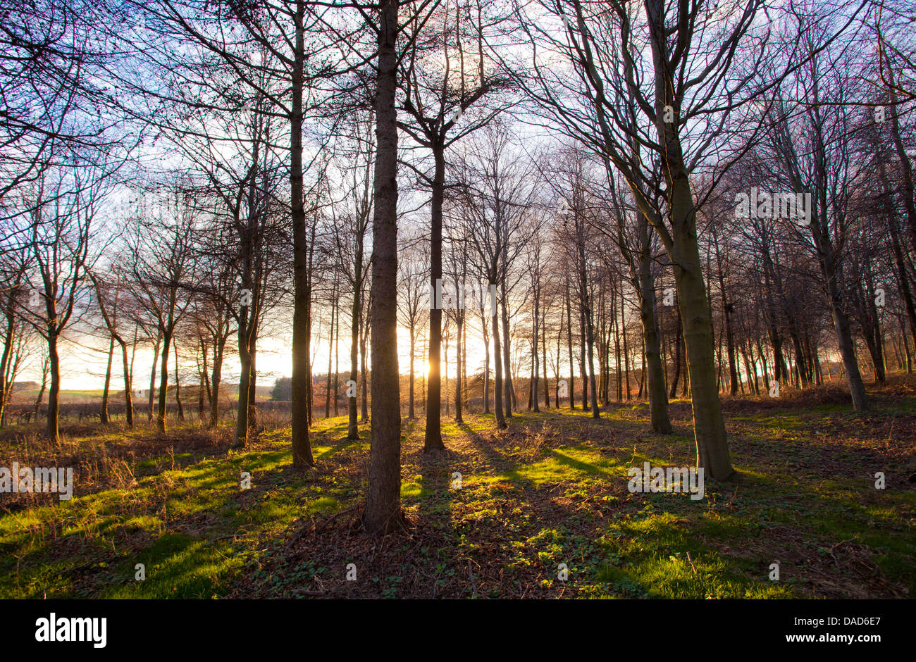Winter woodland backlit by the late afternoon sun, Longhoughton, near Alnwick, Northumberland, England, United Kingdom, Europe Stock Photo