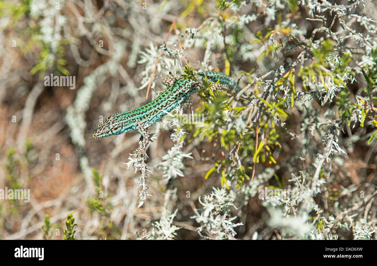 Green lizard (Podarcis pityusensis), Formentera, Balearic Islands, Spain, Europe Stock Photo