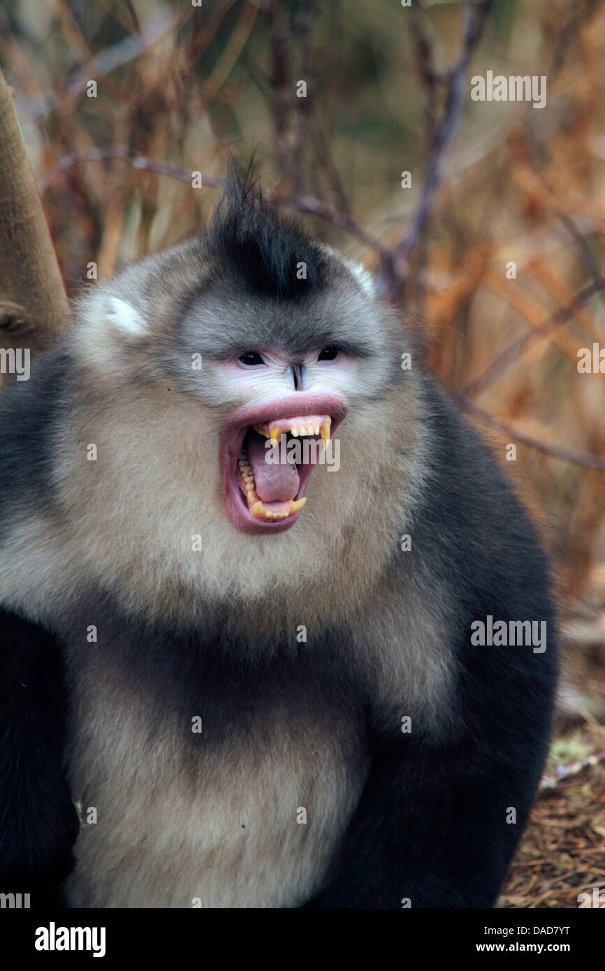 Black snub-nosed monkey, Yunnan snub-nosed monkey (Rhinopithecus bieti), male showing dominance, China, Yunnan, Baima Snow Mountain Nature Reserve Stock Photo