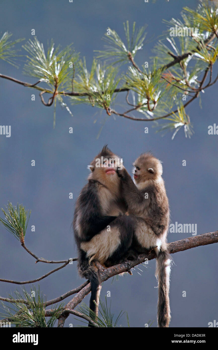 Black snub-nosed monkey, Yunnan snub-nosed monkey (Rhinopithecus bieti), grooming in tree, China, Yunnan, Baima Snow Mountain Nature Reserve Stock Photo