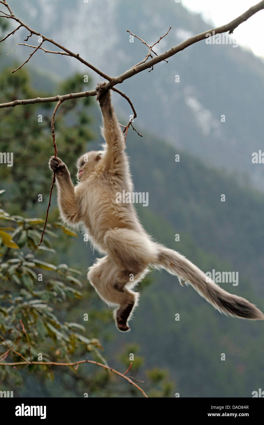 Little mountain monkey hi-res stock photography and images - Alamy