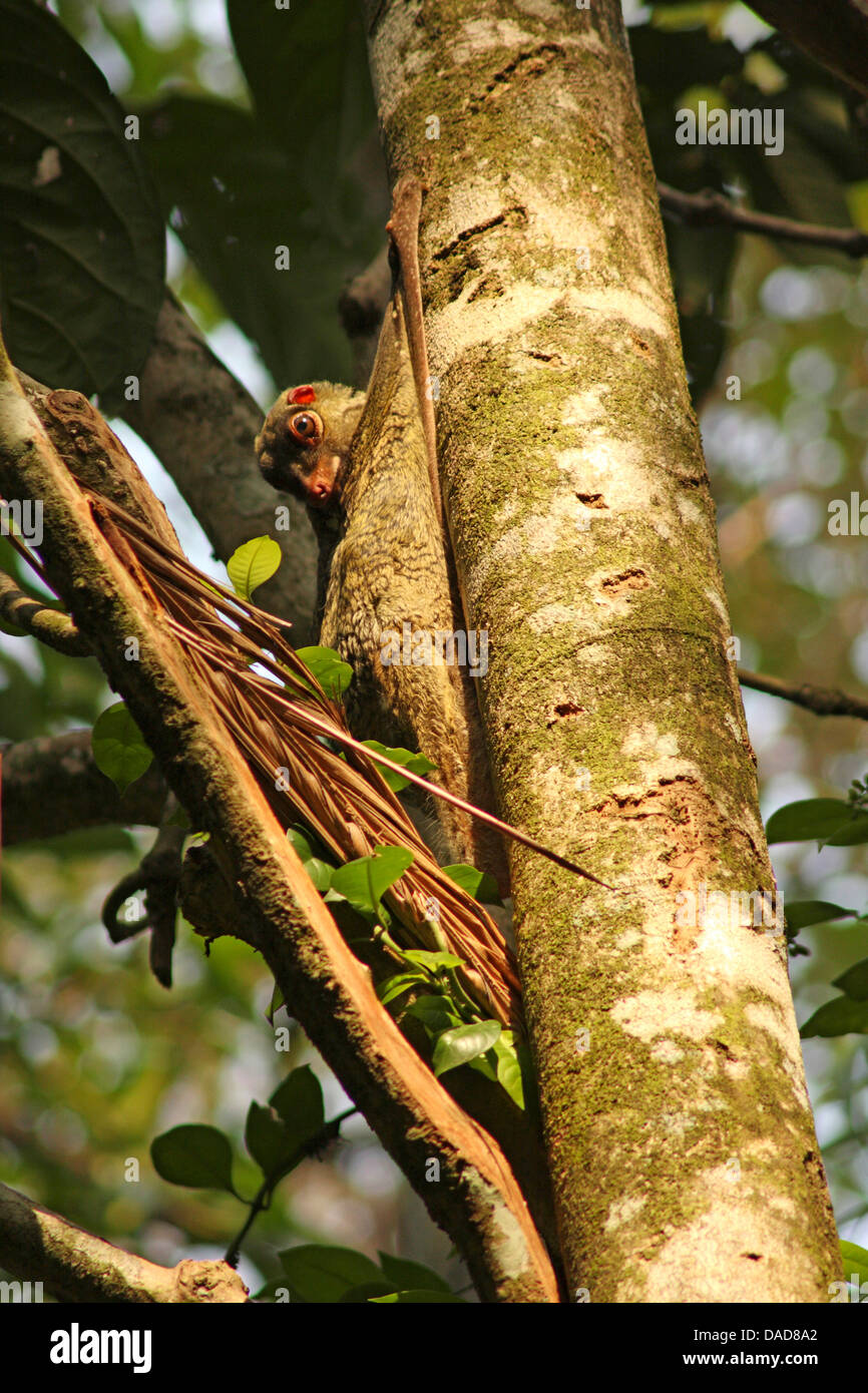 Malayan flying lemur, vobego (Cynocephalus variegatus), sittin at a tree trunk looking down, Malaysia, Sarawak, Bako National Park Stock Photo