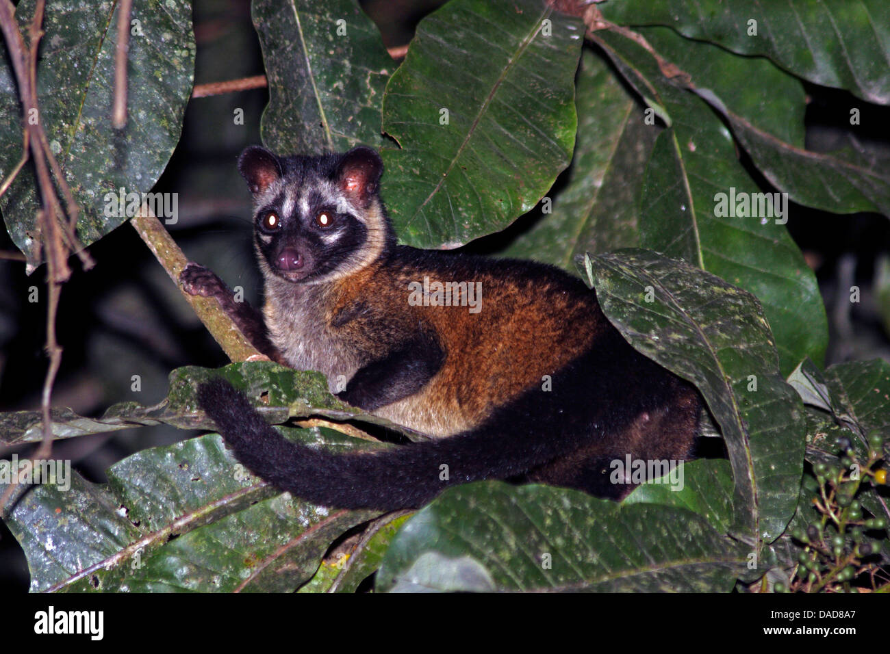 Common palm civet, Asian palm civet (Paradoxurus hermaphroditus), sittin on a tree, Malaysia, Sabah, Sungai Kinabatangan Stock Photo