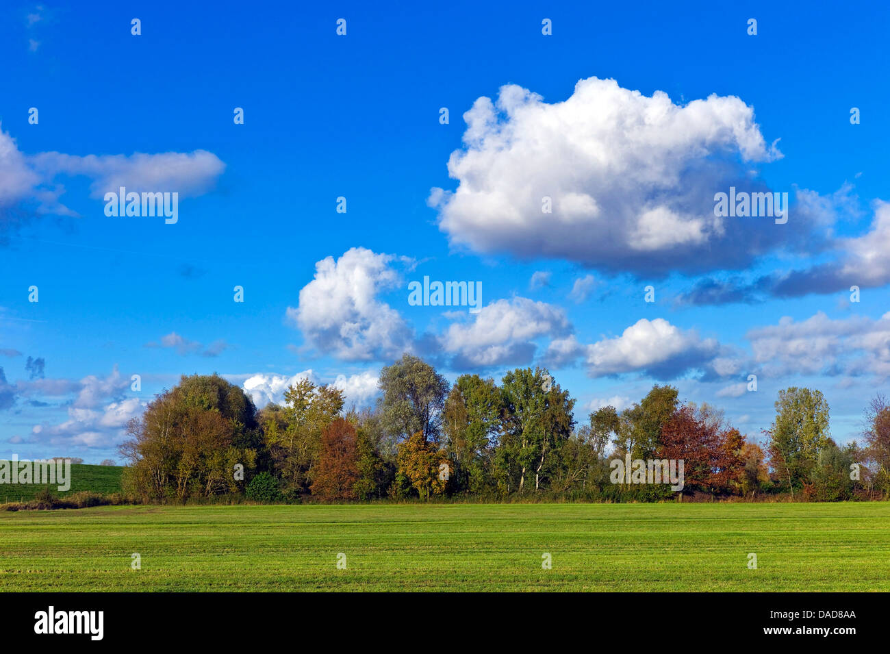 autumn groove and meadow in autumn, land behind the dyke, Germany, Lower Saxony, Osterholz, Neuenkirchen Stock Photo