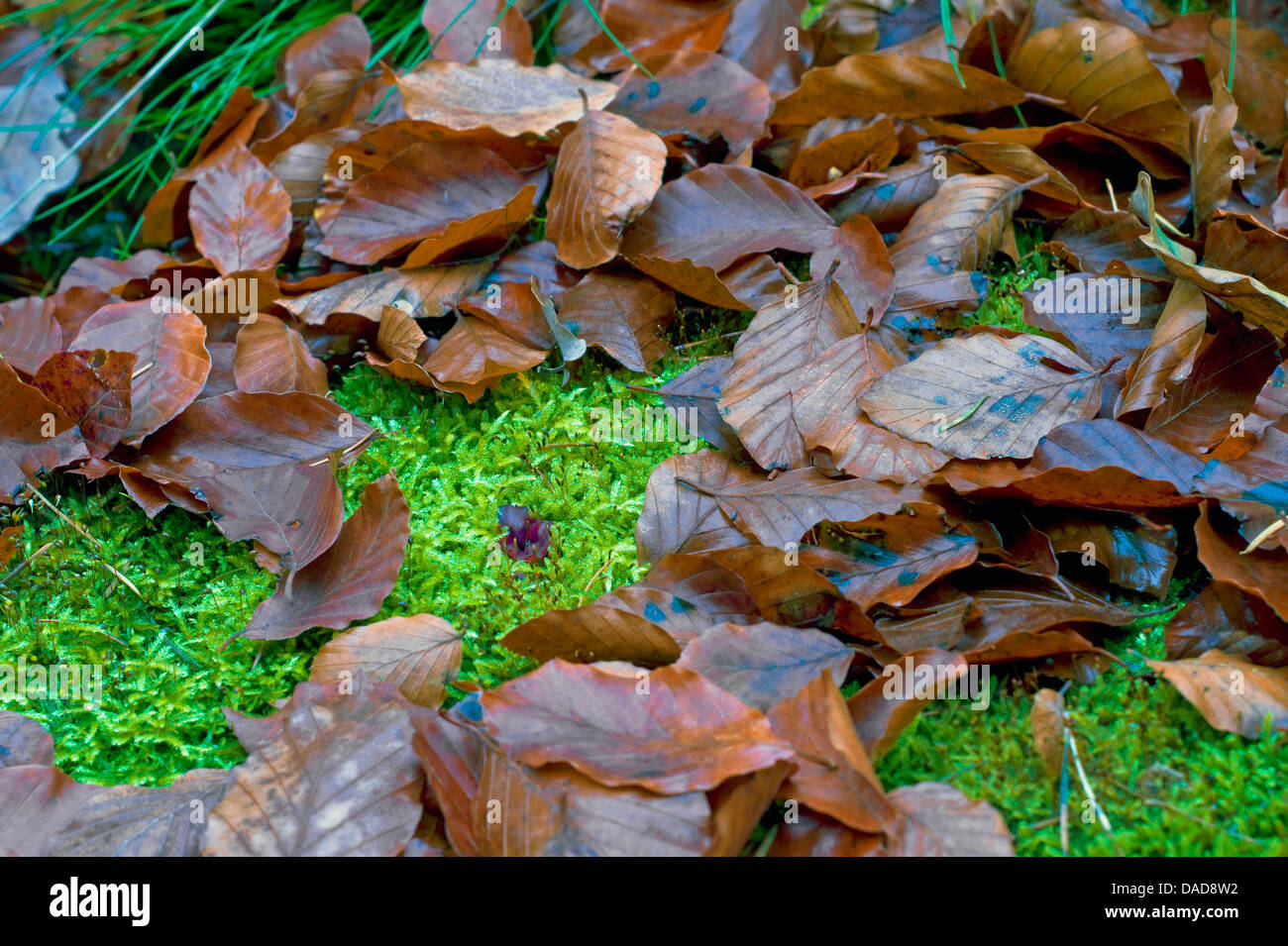 Cypress-leaved plait-moss, Hypnum moss (Hypnum cupressiforme), tree snag with moss and autumn leaves, Germany, Lower Saxony, Osterholz, Brundorf Stock Photo
