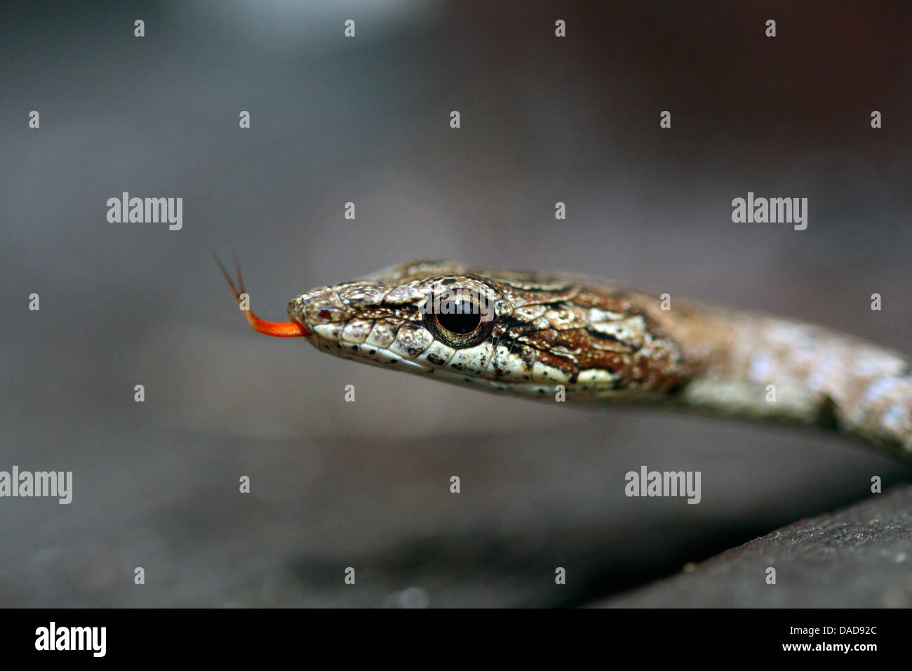 tropical Keelback Snake, portait, Malaysia, Sabah, Danum Valley Stock Photo