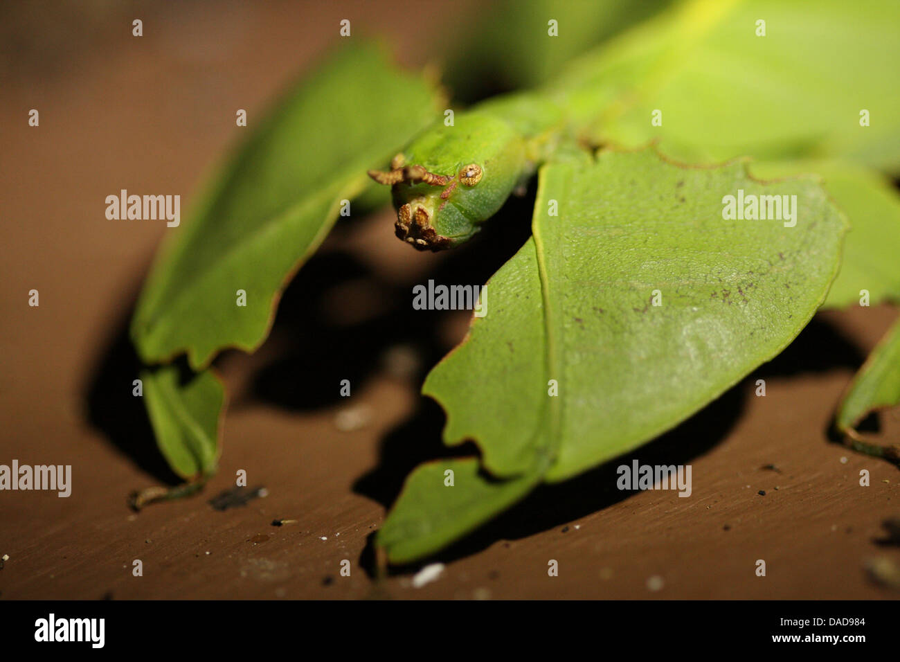 Javan Leaf-Insect, leaf insect (Phyllium bioculatum, Phyllium pulchrifolium), portrait, Malaysia, Sabah, Danum Valley Stock Photo