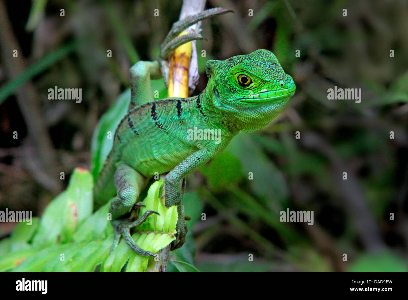 green basilisk, plumed basilisk, doublecrested basilisk (Basiliscus